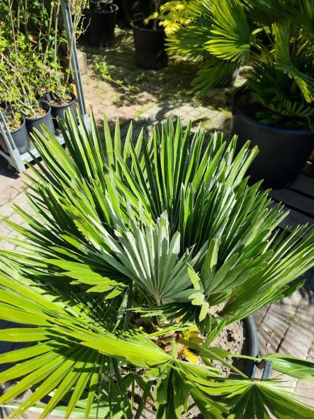 Chamaerops Vulcano zwergpalme 105cm Nr.V12