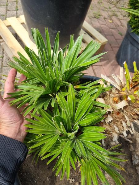 Chamaerops Vulcano zwergpalme 95cm Nr.V13