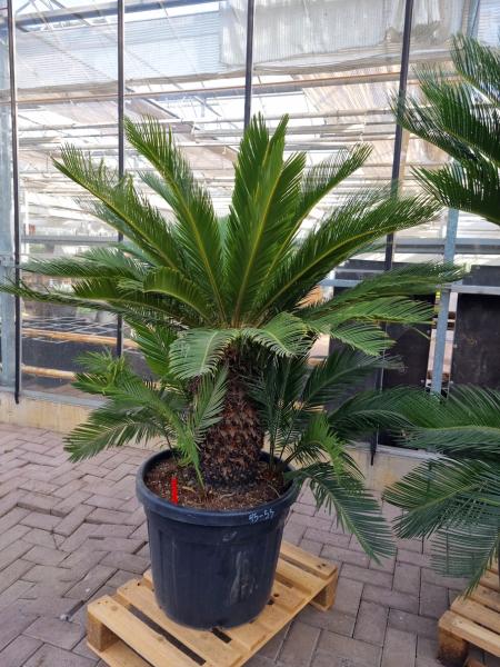 Cycas-Revoluta-1