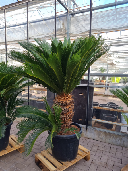 Cycas-Revoluta-2