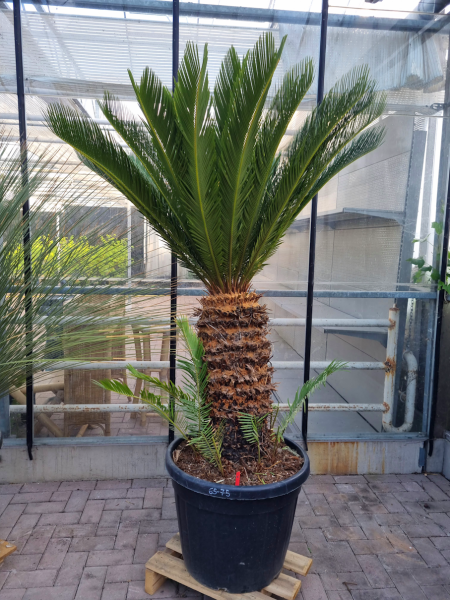 Cycas-Revoluta-4