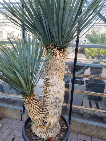 Yucca Rostrata 185cm - genau diesen im Bild - Nr.1