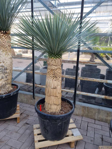 Yucca-Rostrata-2