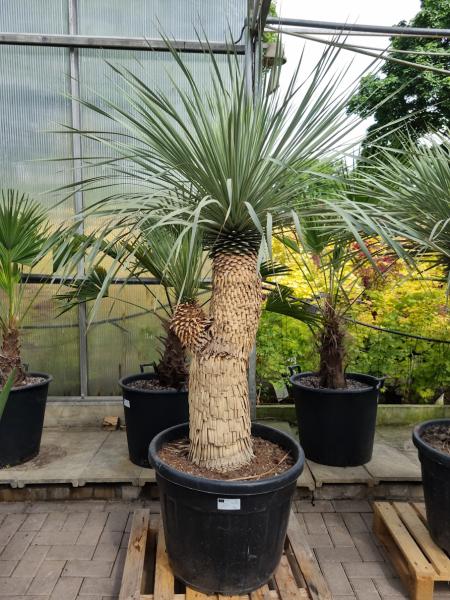 Yucca-Rostrata-7 Yucca-Rostrata-7