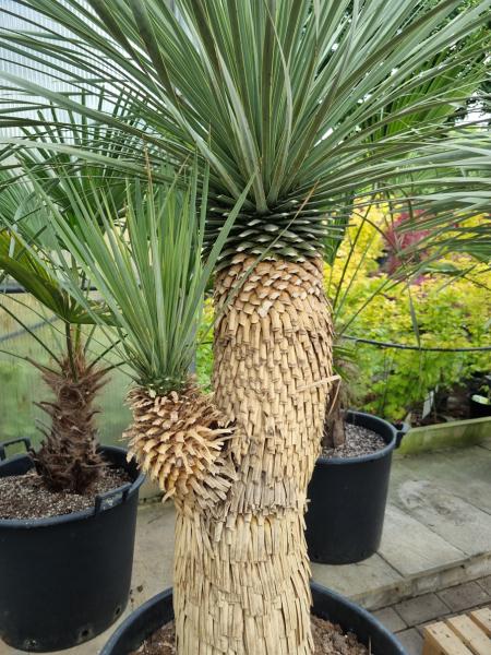 Yucca Rostrata 210cm 2 fach verzweigt -  genau diesen im Bild - Nr.7