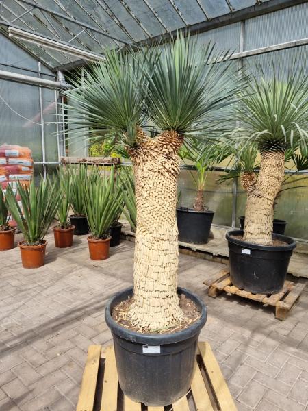 Yucca-Rostrata-6 Yucca-Rostrata-6