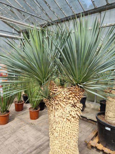 Yucca Rostrata 180cm 4 köpfe - genau diesen im Bild - Nr.6 Yucca Rostrata 180cm 4 köpfe - genau diesen im Bild - Nr.6