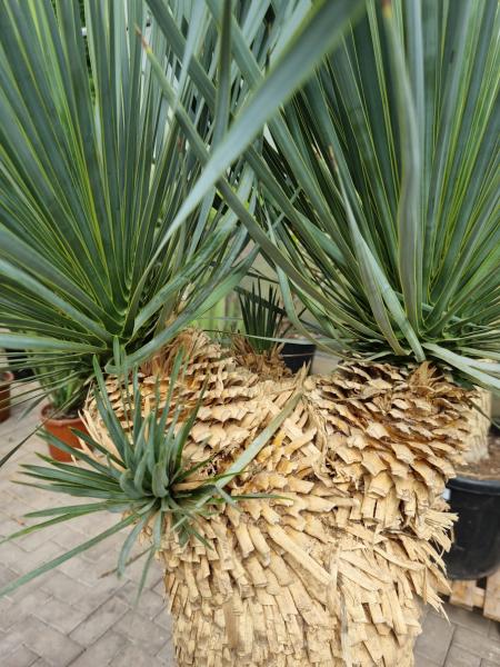 Yucca Rostrata 180cm 4 köpfe - genau diesen im Bild - Nr.6 Yucca Rostrata 180cm 4 köpfe - genau diesen im Bild - Nr.6