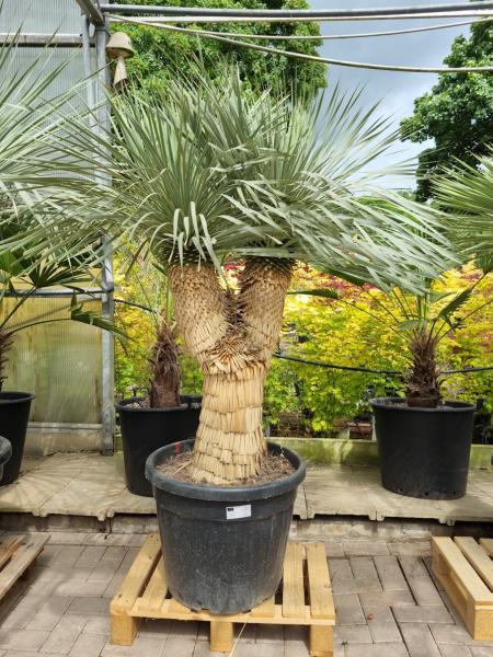 Yucca-Rostrata-8 Yucca-Rostrata-8