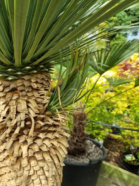 Yucca Rostrata 175cm 2 Köpfe -  genau diesen im Bild - Nr.9