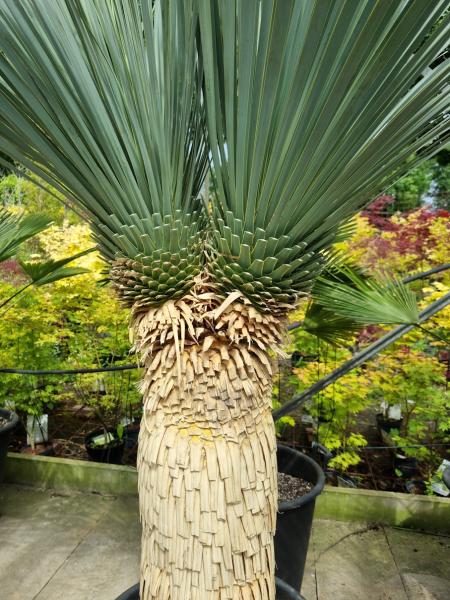 Yucca Rostrata 210cm 2 fach verzweigt -  genau diesen im Bild - Nr.10