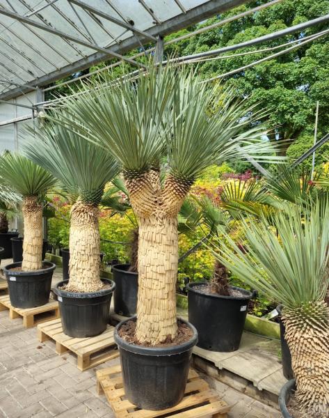 Yucca Rostrata 210cm 3 fach verzweigt - genau diesen im Bild - Nr.5 Yucca Rostrata 210cm 3 fach verzweigt - genau diesen im Bild - Nr.5