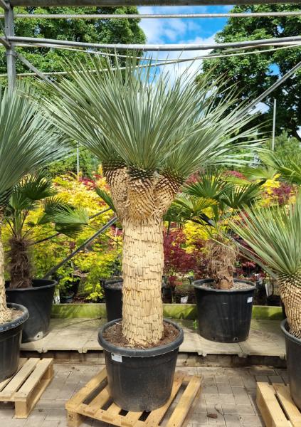 Yucca-Rostrata-5 Yucca-Rostrata-5