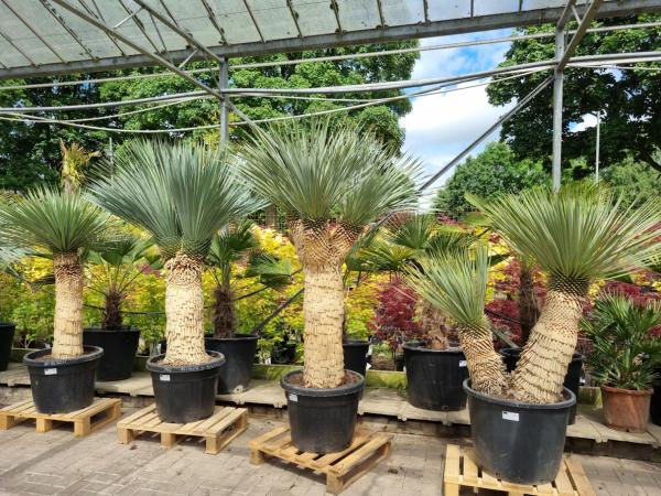 Yucca Rostrata kaufen - www.plantaplaza.de Yucca Rostrata kaufen - www.plantaplaza.de