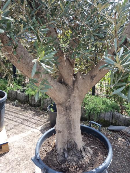 Olivenbaum 200cm - (50/60 Jährig) genau diesen Olivenbaum kaufen Nr.11 Olivenbaum 200cm - (50/60 Jährig) genau diesen Olivenbaum kaufen Nr.11