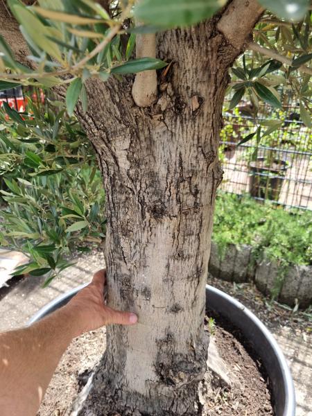 Olivenbaum 180cm - (60/70 Jährig) genau diesen Olivenbaum kaufen Nr.8 Olivenbaum 180cm - (60/70 Jährig) genau diesen Olivenbaum kaufen Nr.8
