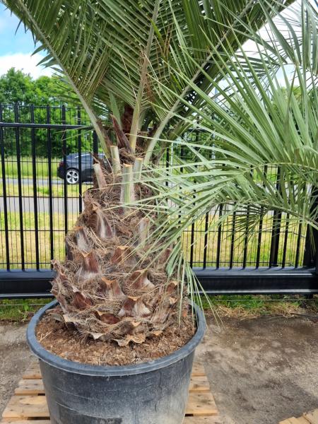 Honigpalme Jubaea Chilensis 330cm - 105cm Stamm - Winterharte Palme
