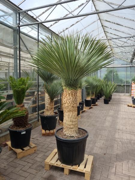 Yucca-Rostrata-15