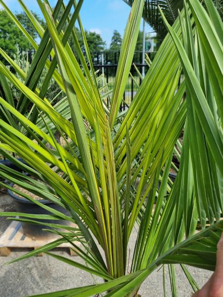 Honigpalme Jubaea Chilensis 180cm - 50cm Stamm - Winterharte Palme Honigpalme Jubaea Chilensis 180cm - 50cm Stamm - Winterharte Palme