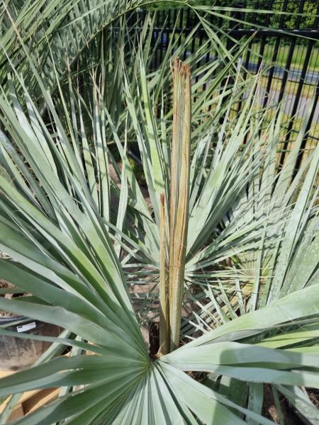 Brahea armata Palme 160cm - Blaue Hesperidenpalme Nr.2