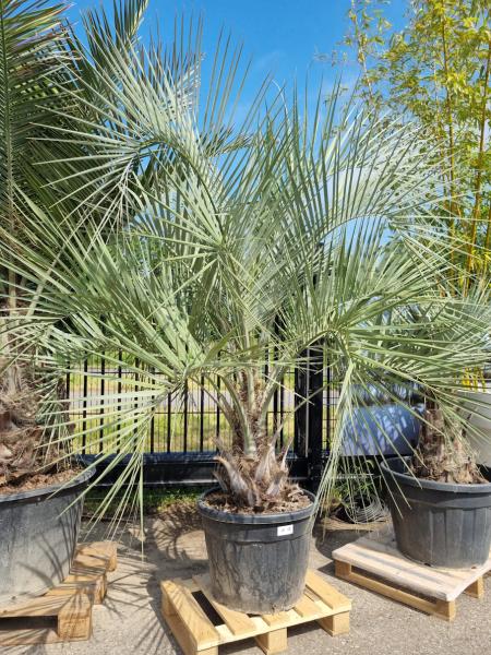 Butia-capitata-Geleepalme-250cm