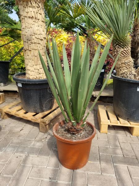 Yucca Faxoniana 1