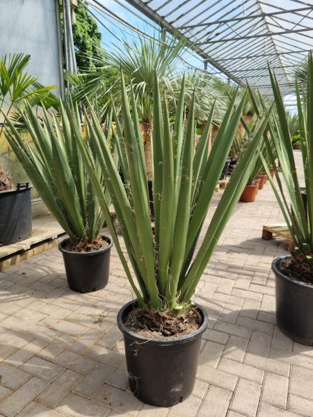 Yucca-Faxoniana-7