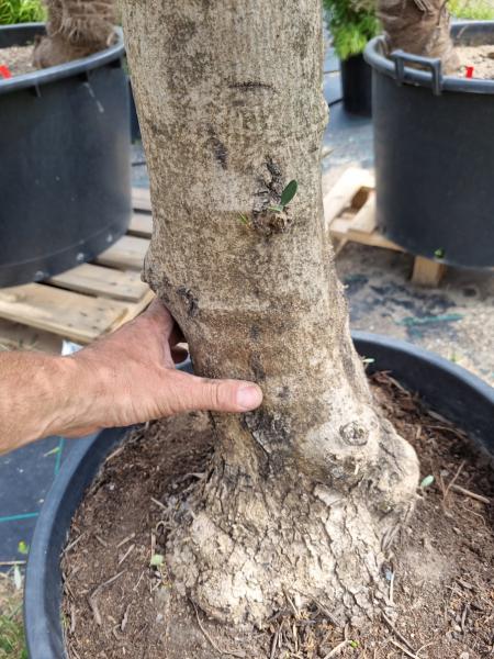 Olivenbaum 170cm -  (40/50 Jährig) genau diesen Olivenbaum kaufen Nr.13