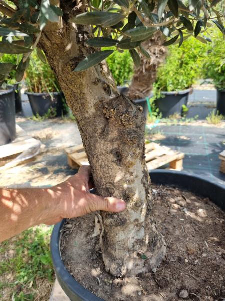 Olivenbaum 170cm -  (40/50 Jährig) genau diesen Olivenbaum kaufen Nr.16