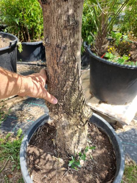Olivenbaum 210cm -  (40/50 Jährig) genau diesen Olivenbaum kaufen Nr.25