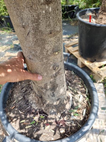 Olivenbaum 190cm -  (40/50 Jährig) genau diesen Olivenbaum kaufen Nr.26