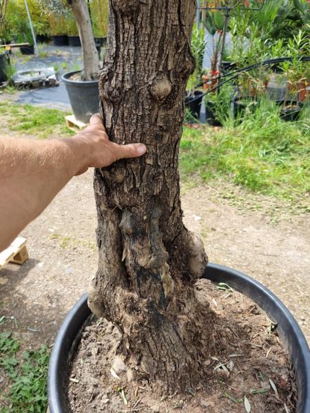 Olivenbaum 250cm -  (70/80 Jährig) genau diesen Olivenbaum kaufen Nr.27