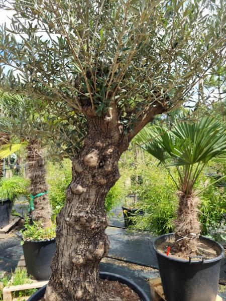 Olivenbaum 220cm -  (70/80 Jährig) genau diesen Olivenbaum kaufen Nr.28