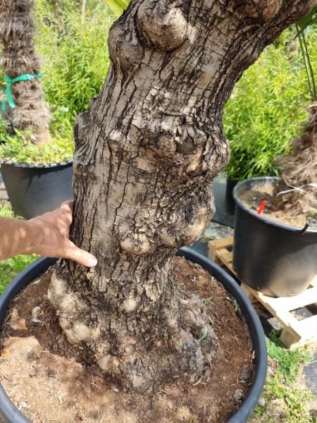 Olivenbaum 220cm -  (70/80 Jährig) genau diesen Olivenbaum kaufen Nr.28