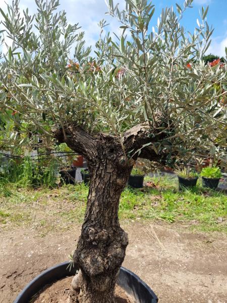 Olivenbaum 180cm -  (40/50 Jährig) genau diesen Olivenbaum kaufen Nr.29