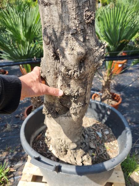 Olivenbaum 210cm -  (40/50 Jährig) genau diesen Olivenbaum kaufen Nr.34