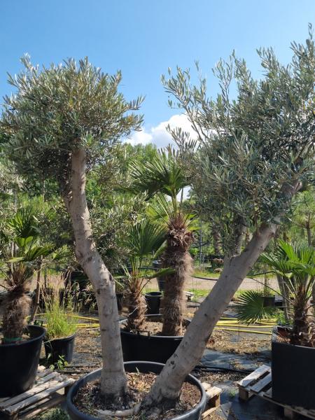 Olivenbaum 240cm -  (40/50 Jährig) genau diesen Olivenbaum kaufen Nr.40