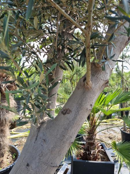 Olivenbaum 240cm -  (40/50 Jährig) genau diesen Olivenbaum kaufen Nr.40