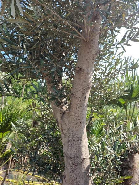 Olivenbaum 240cm -  (40/50 Jährig) genau diesen Olivenbaum kaufen Nr.40