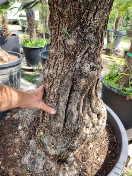Olivenbaum 190cm -  (70/80 Jährig) genau diesen Olivenbaum kaufen Nr.42