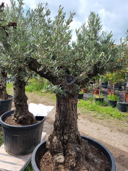 Olivenbaum 190cm -  (70/80 Jährig) genau diesen Olivenbaum kaufen Nr.42