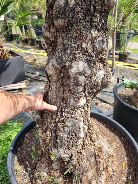 Olivenbaum 220cm -  (70/80 Jährig) genau diesen Olivenbaum kaufen Nr.41