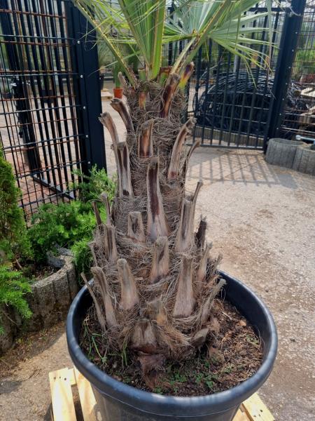 Brahea armata Palme 200cm - Blaue Hesperidenpalme Nr.3