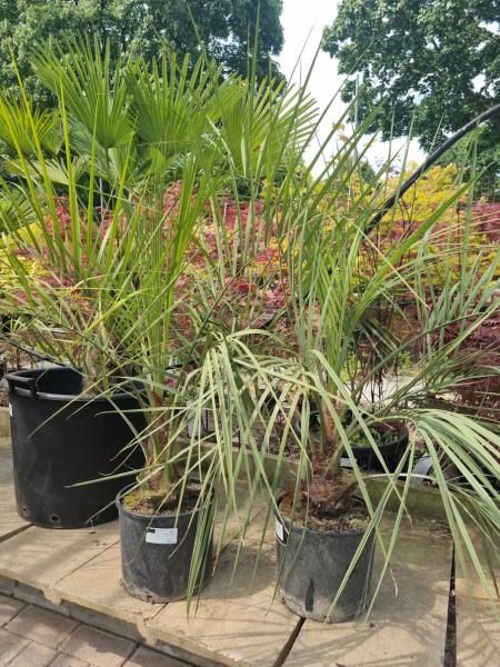 Butia-capitata-Geleepalme-130cm