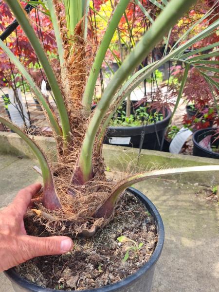 Butia capitata Palme 130 cm - Geleepalme - 20/25 cm Stammhöhe.