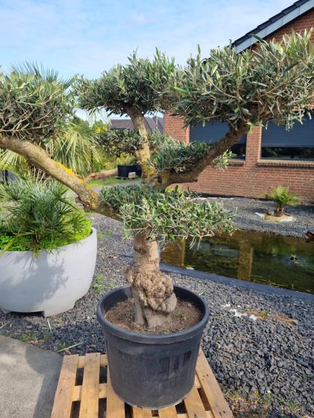 Olivenbaum Pom pon - genau diesen Olivenbaum kaufen Nr.43