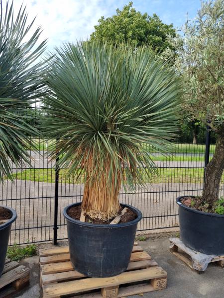 Yucca-Rostrata-16