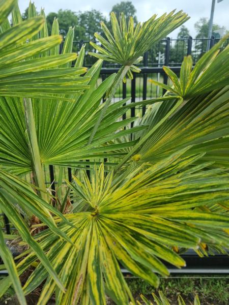 Trachycarpus Wagnerianus Variegata 190 cm - Genau diesen im Bild - Nr.3