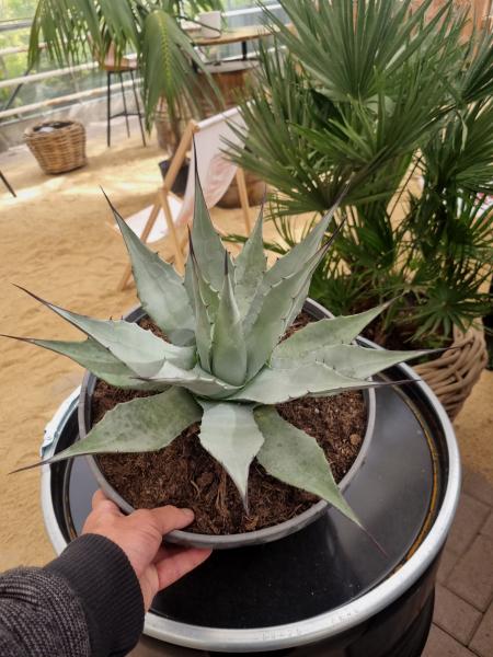 Winterharte-Agave-Neomexicana-Nr-107 Winterharte-Agave-Neomexicana-Nr-107