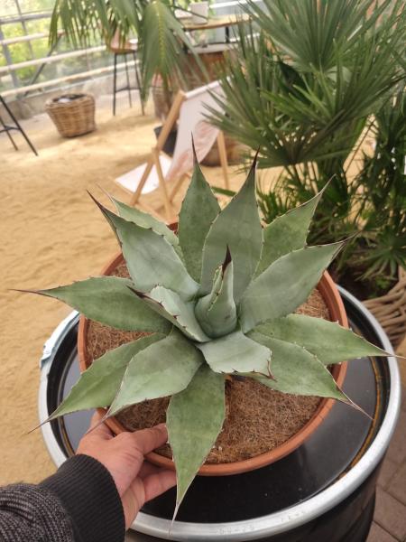Winterharte-Agave-Neomexicana-Nr-108 Winterharte-Agave-Neomexicana-Nr-108